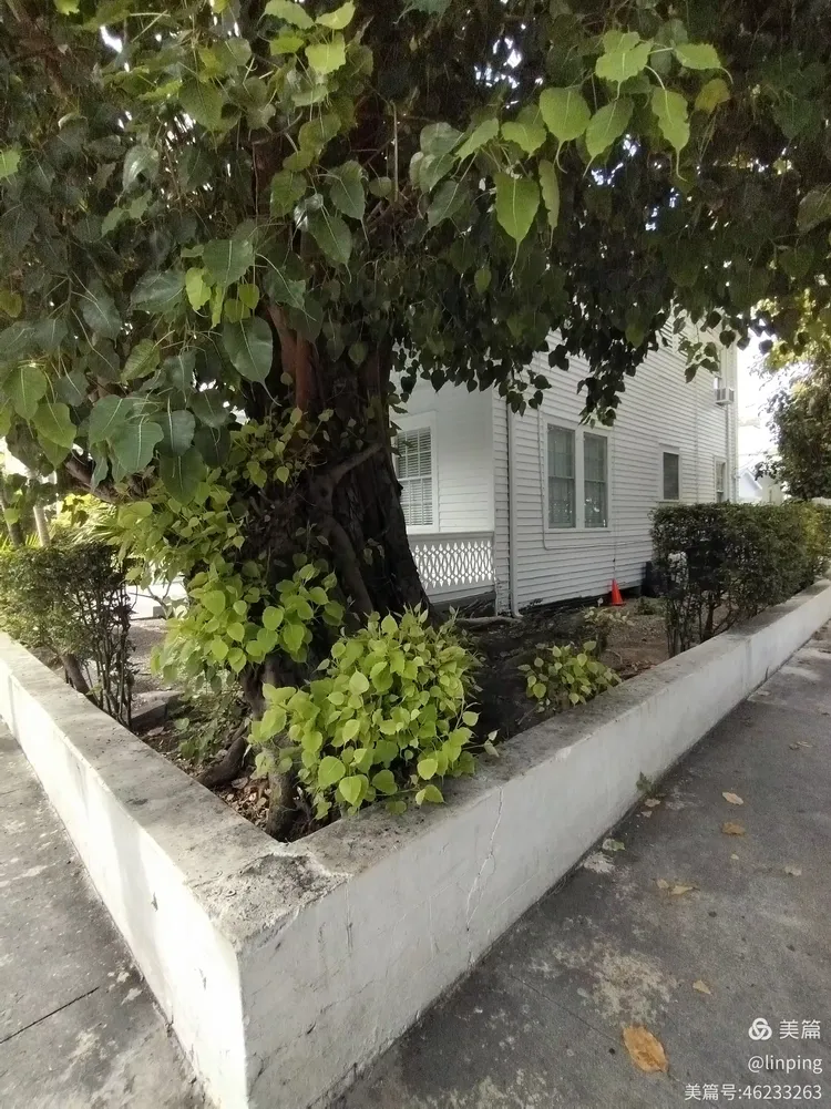 迈阿密风情和基韦斯特(key west)海明威故居